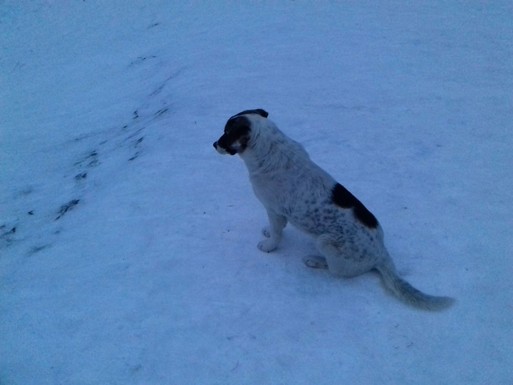 Dog