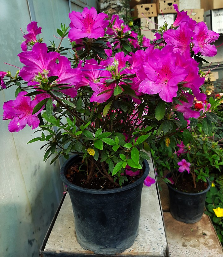 beautiful flower