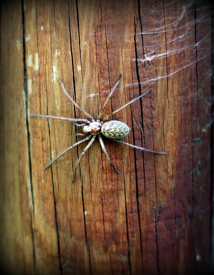 Spider