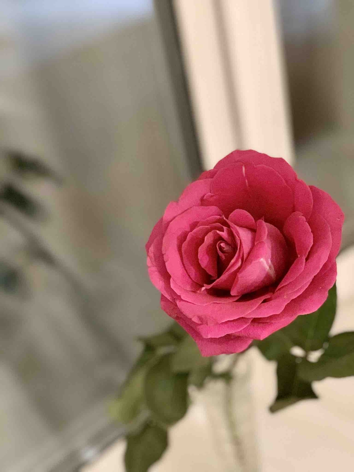 rose