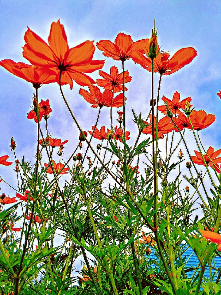 flower ❤