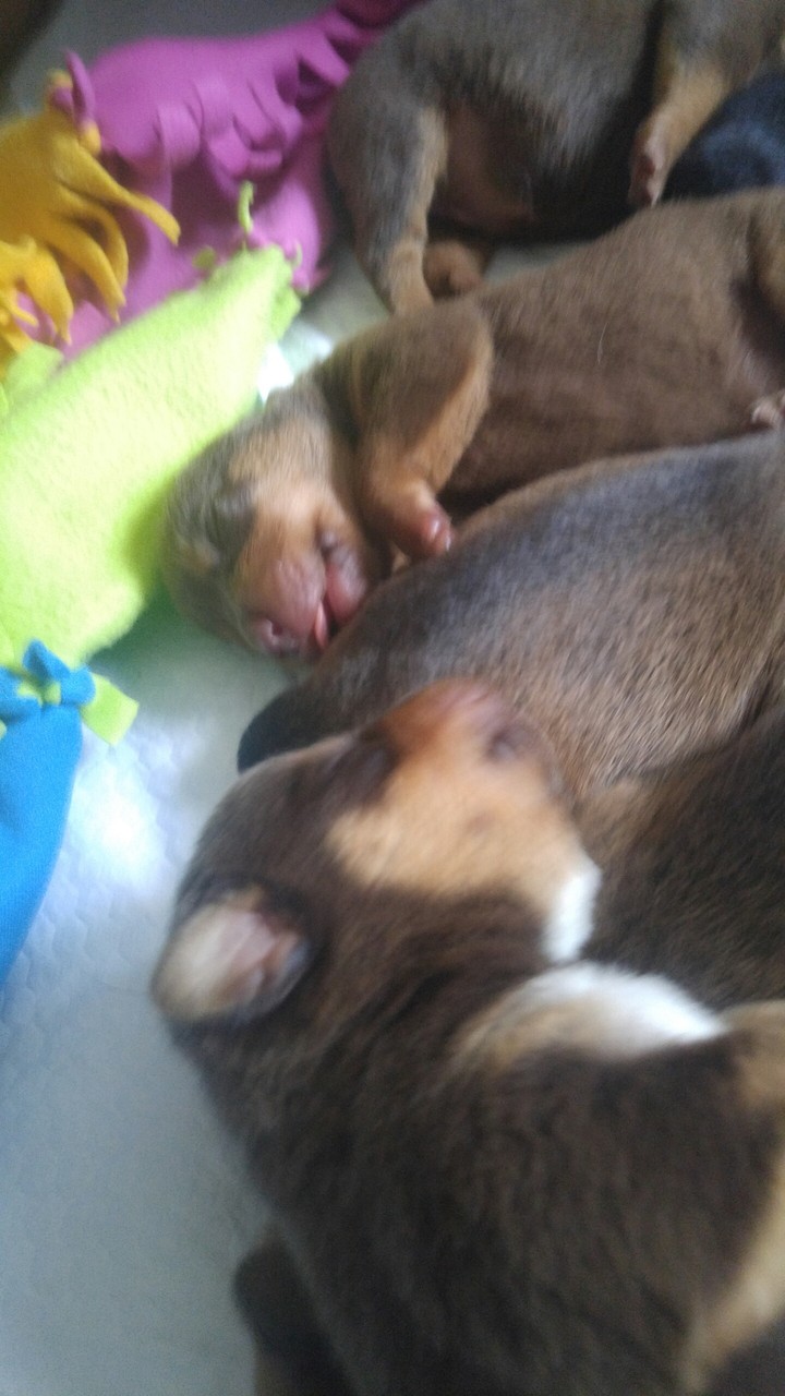 puppies