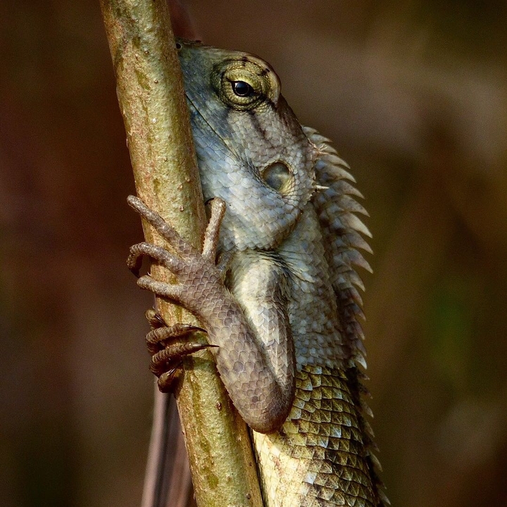 Garden lizard
