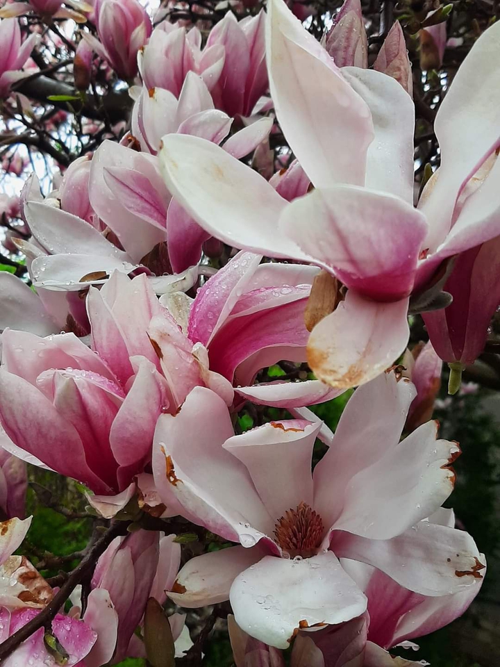 magnolia...