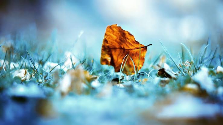 leaf