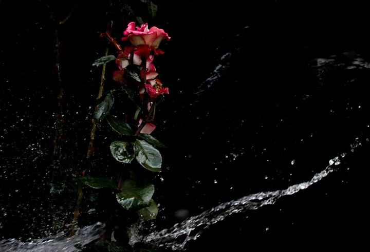 Rosas