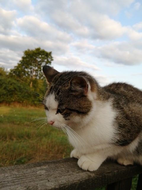 котик