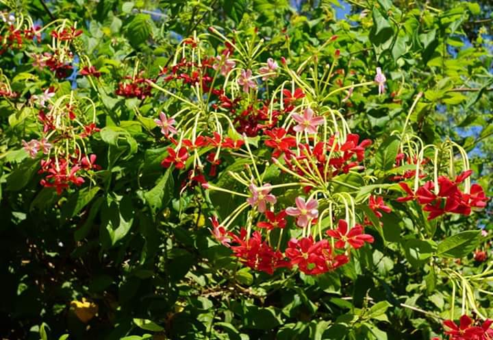 " Rangoon creeper"