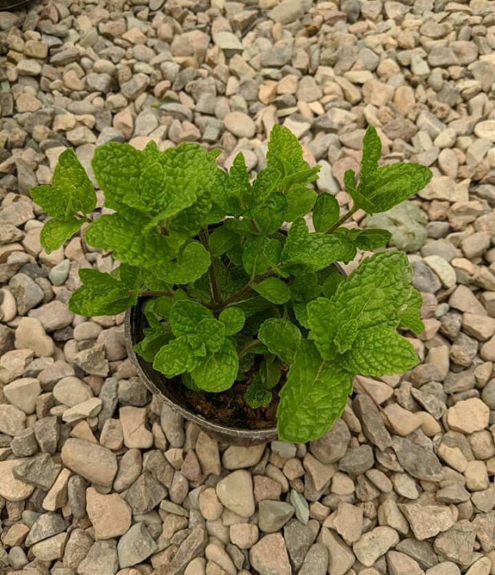 نعناع
