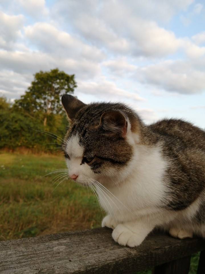 котик