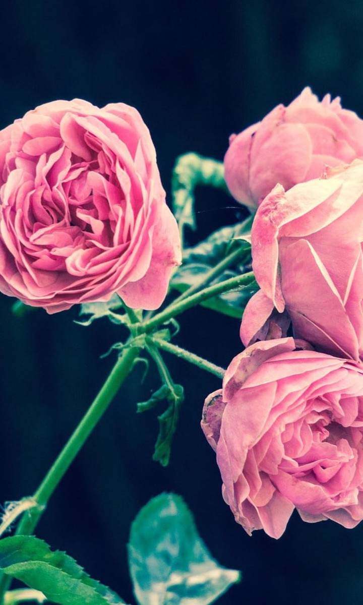 #flower#Beautiful#pink#live#love