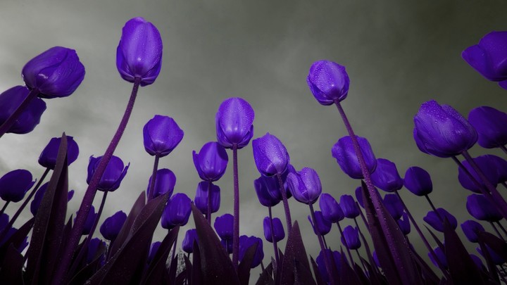 purple