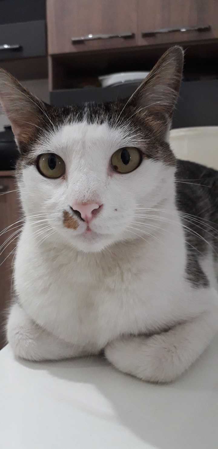 cero the cat