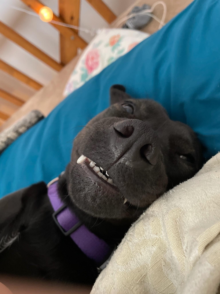 my daughter's dog