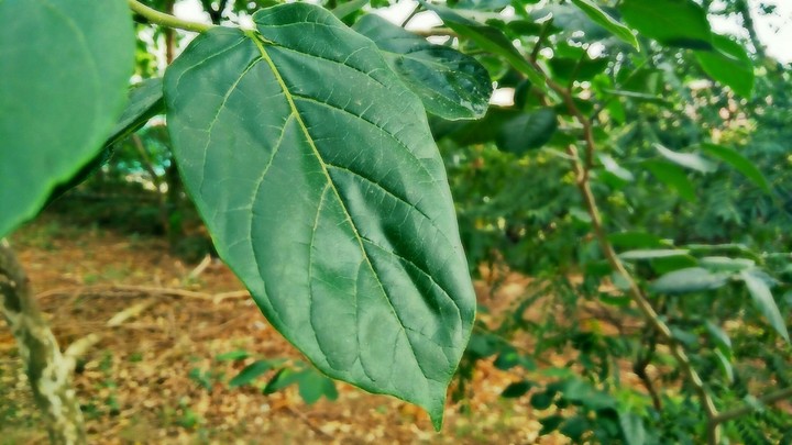 Leaf