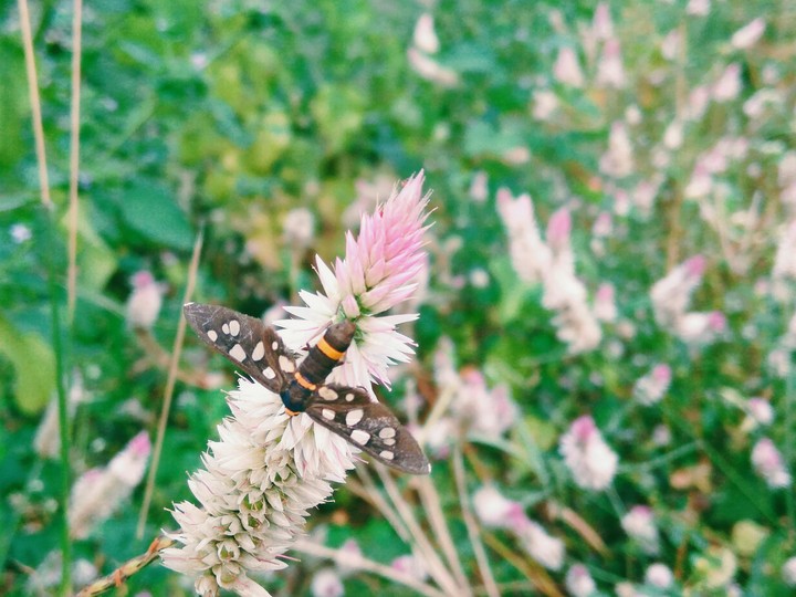 insect