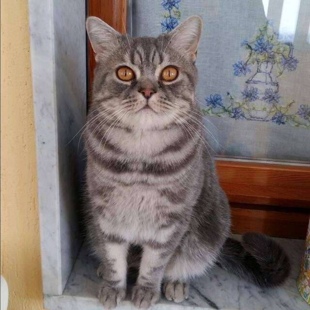 Arturo