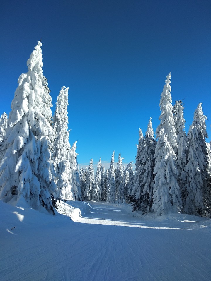 the most beautiful trees
