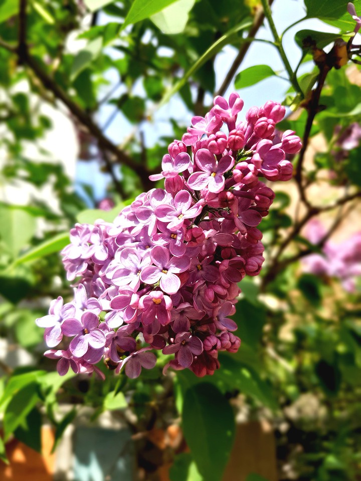 Lilac