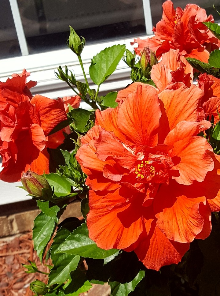 Flor de Papo