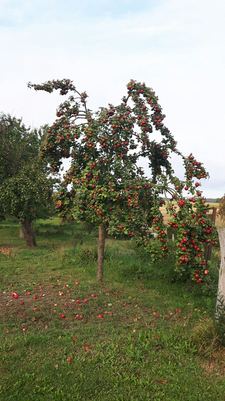 Herbst