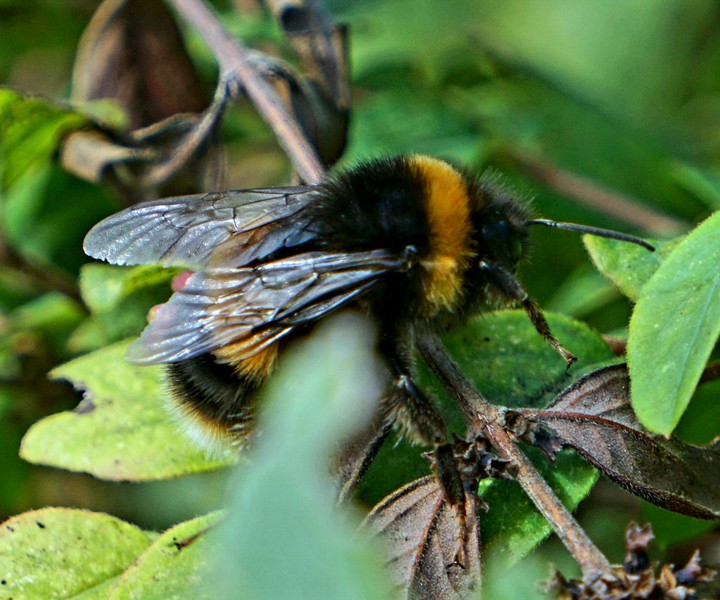 Bumblebee