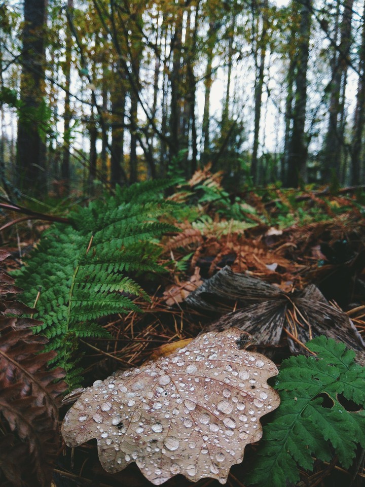 forest
