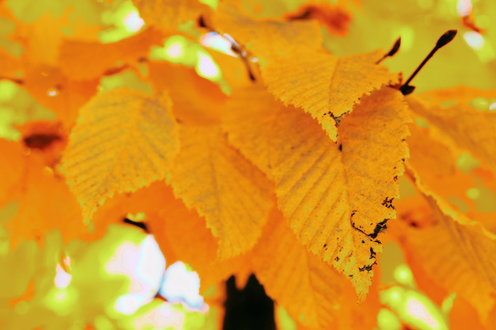 Think yellow!