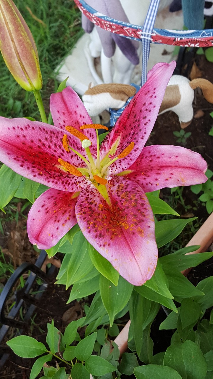 Late blooming Lily