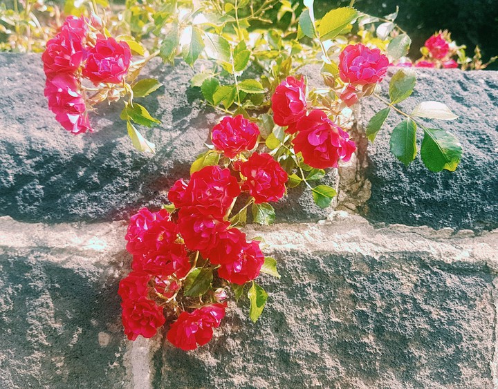 In village