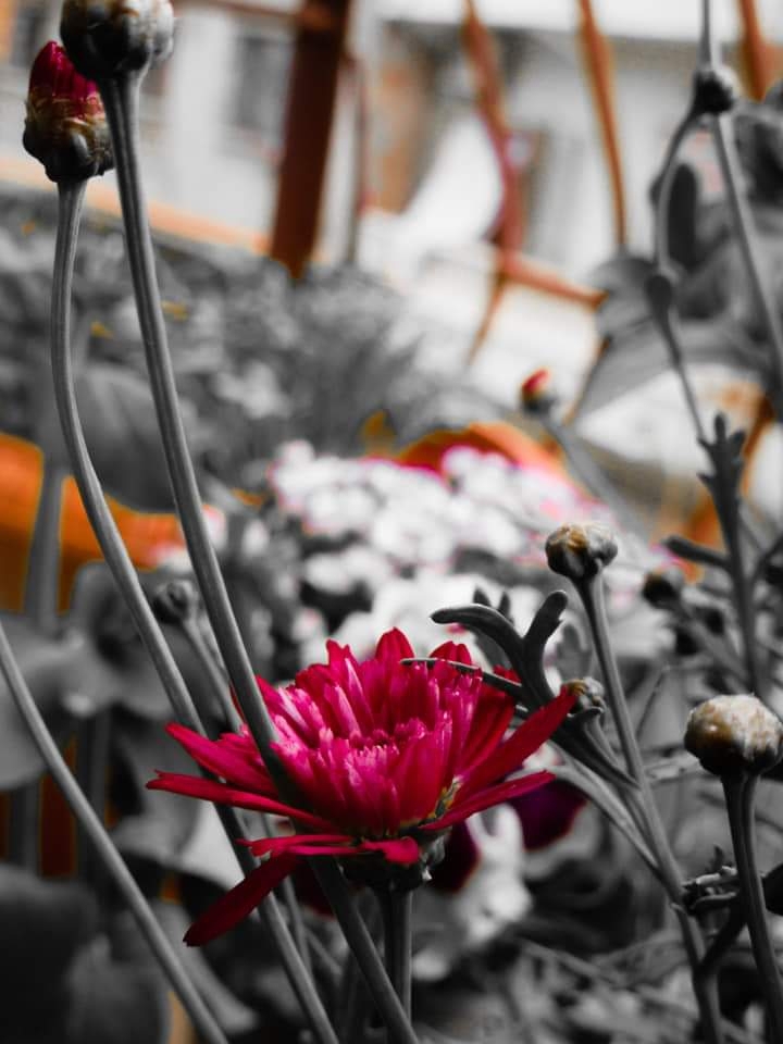 fleur