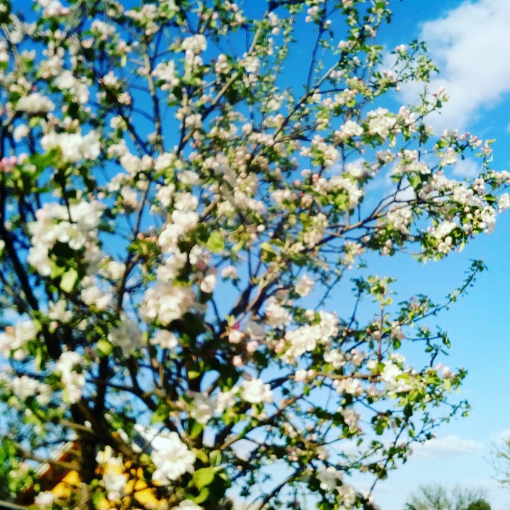 tree
