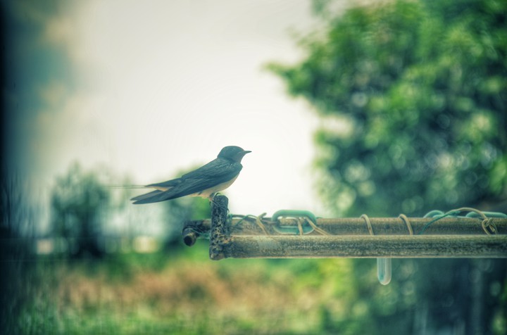 Swallow