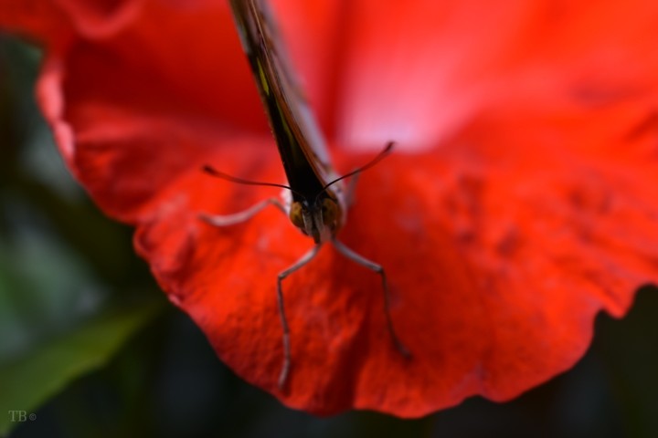Schmetterling auf Blume