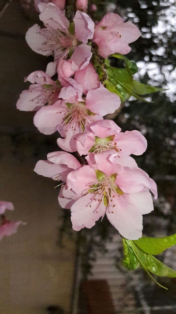 nectarine blossom