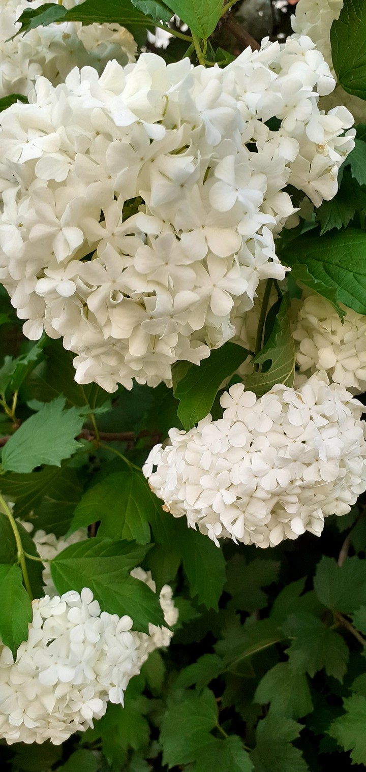 White flower
