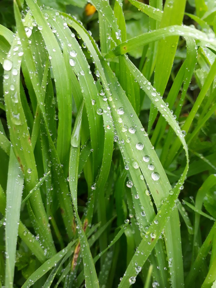 nature