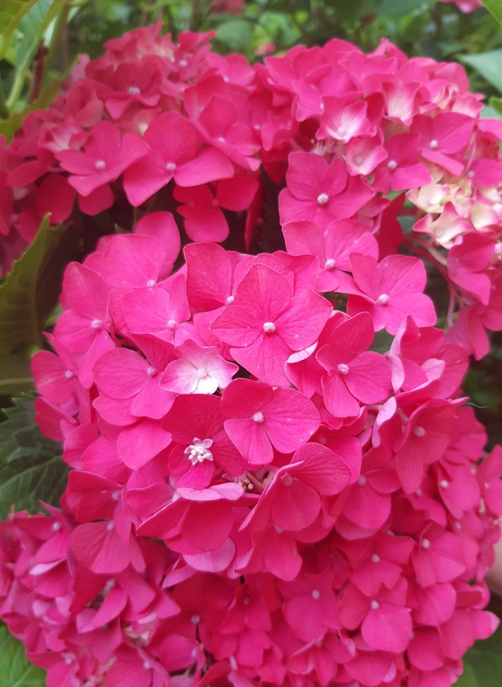 hydrangea