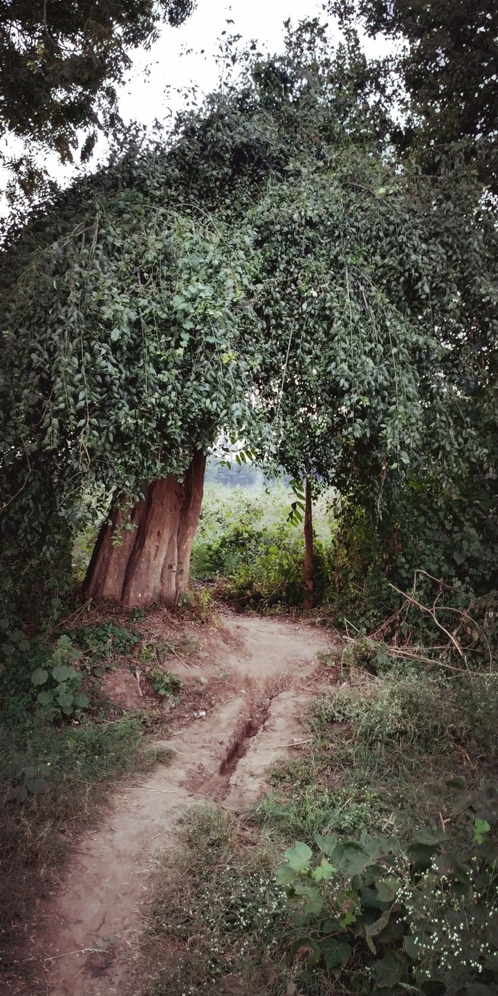 The Natural Door