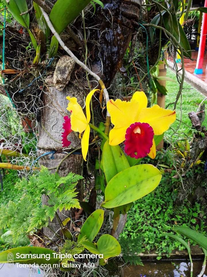 Orquídea