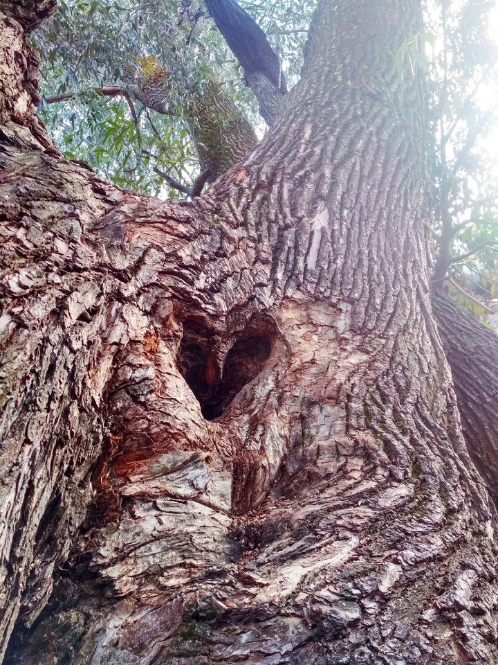 tree