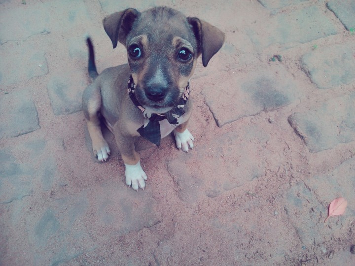 My sweet puppy 