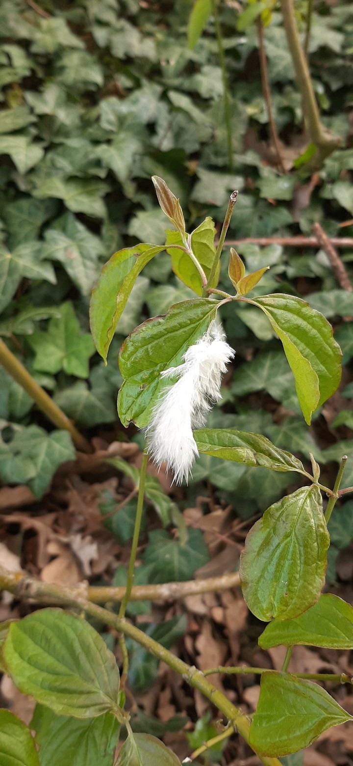 little feather