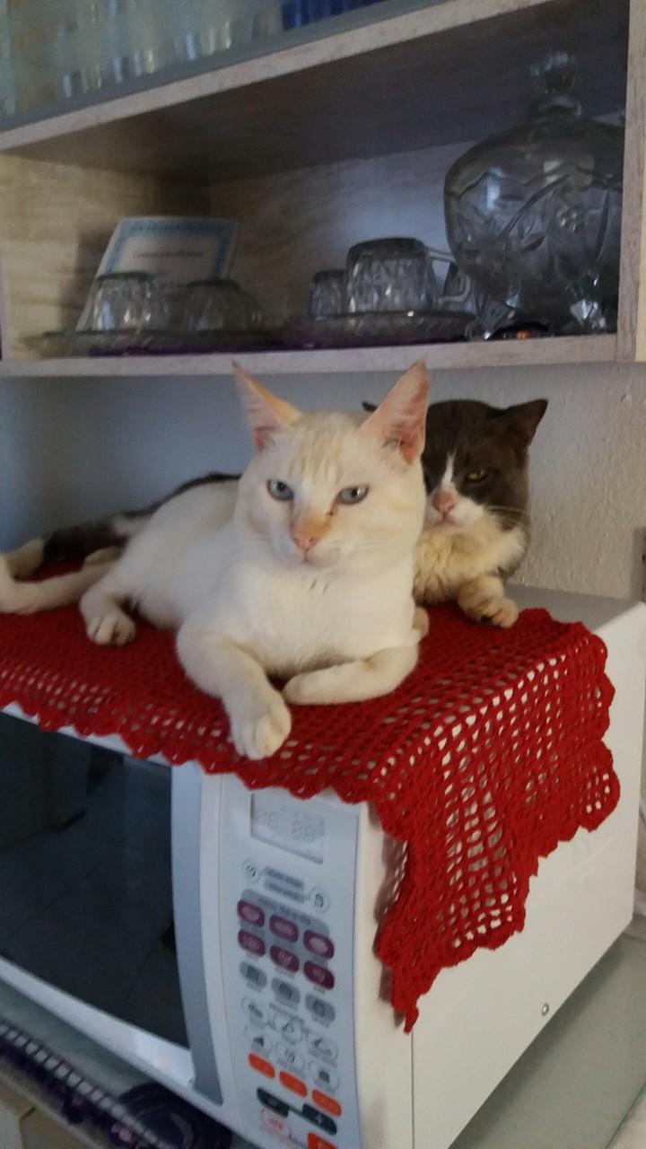 gatos