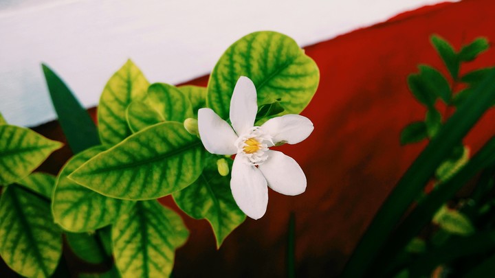 Flower