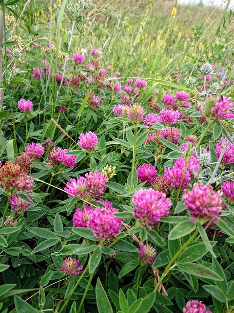 Clover. Russia. Tatarstan.