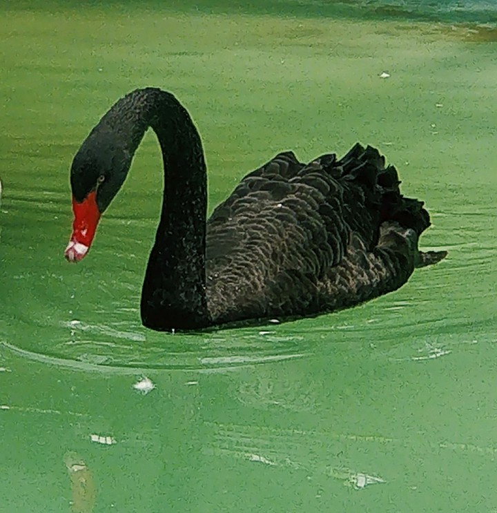 Black swan