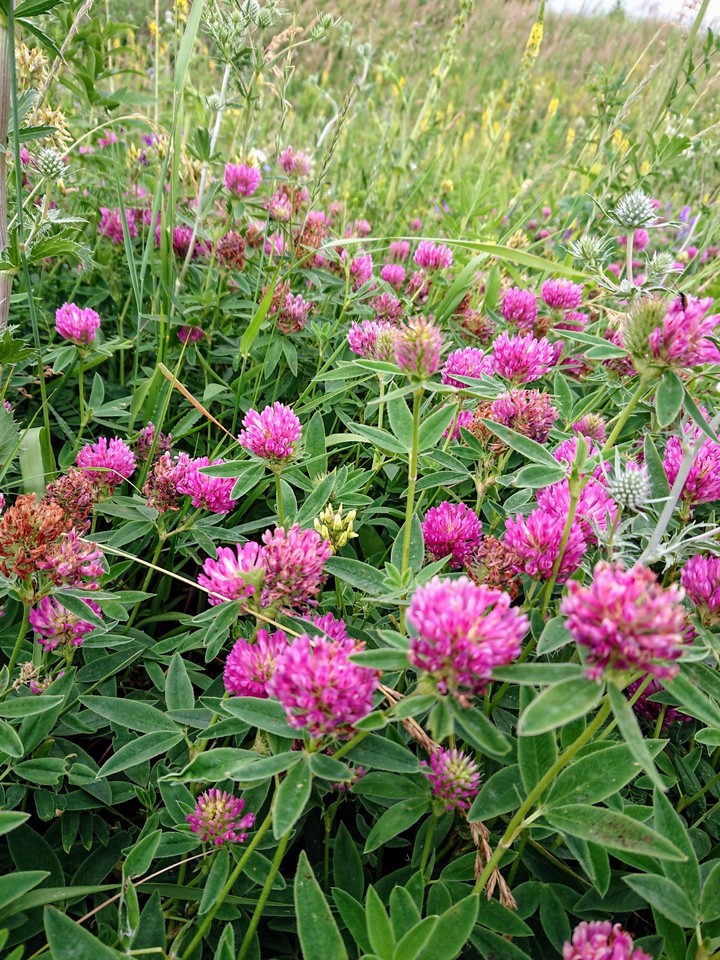 Clover.  Russia. Tatarstan.