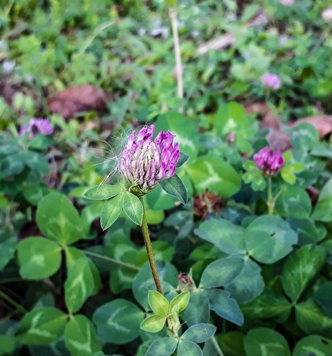 Pink flower