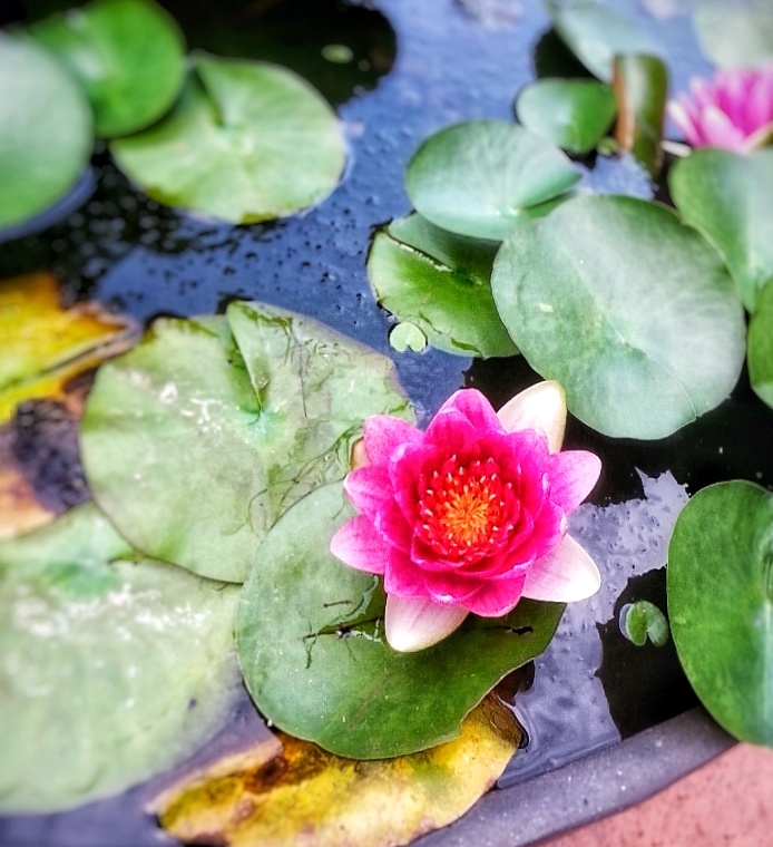lotus flower
